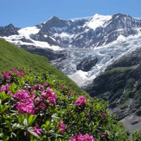 Гриндельвальд