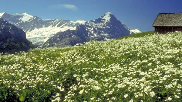 Гриндельвальд