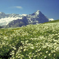 Гриндельвальд