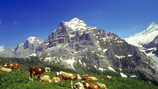 Гриндельвальд