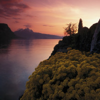 Бюргеншток