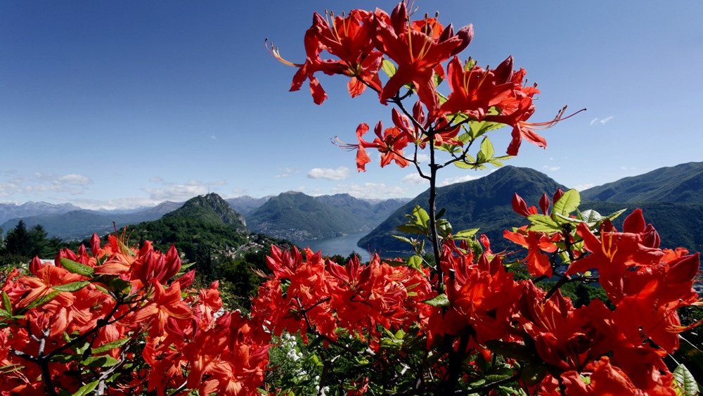 Лугано и Маджоре