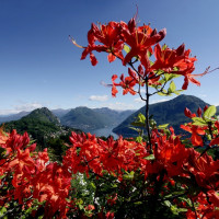 Лугано и Маджоре